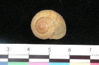 藏品(球蝸牛)的圖片